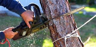 Trusted Atco, NJ Tree Removal and Landscaping Services Experts